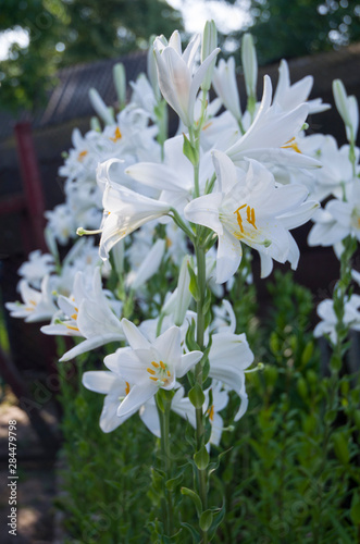 White lily flower, beautiful background, a symbol of cleanliness and tenderness