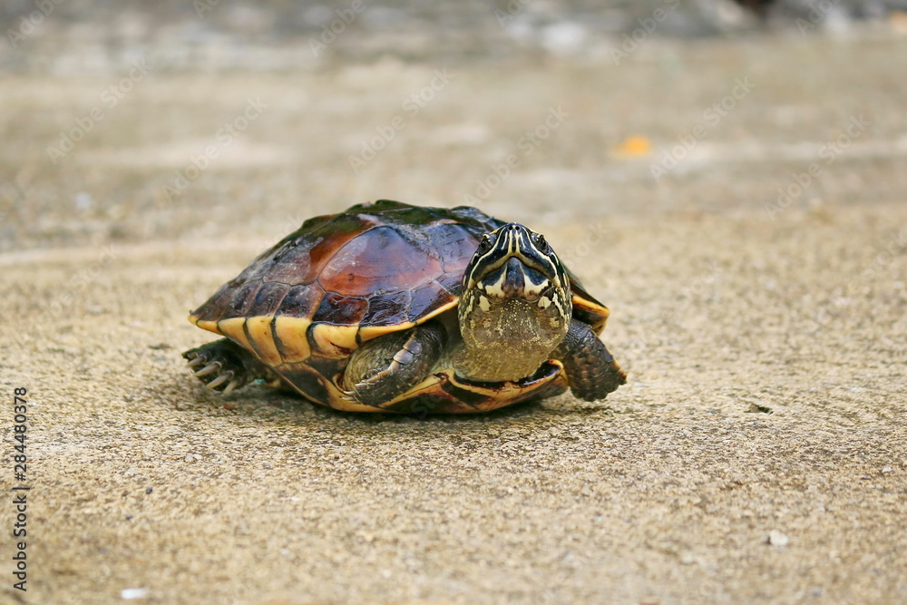 Obraz premium Malayan Snail- eating Terrapin walking on the road.