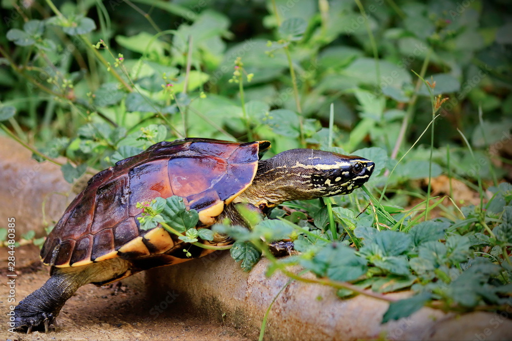 Malayan Snail- eating Terrapin Walking in the garden. Malayan Snail- eating Terrapin Walking in the garden.