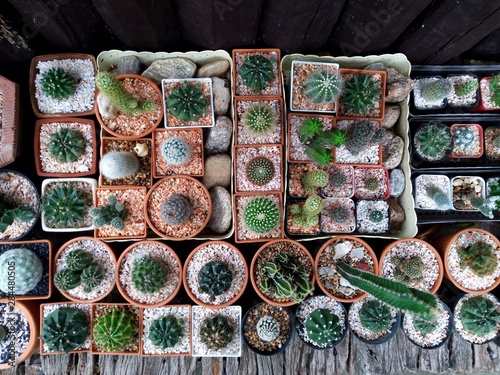 Top view close up image on many kind of cute cactus in small square flowerpots, plant growth in business farm for sell, cactus shop background, cactus garden background, cute house plant background