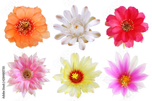 Set of bloom colorful flowers cactus with isolated on white background