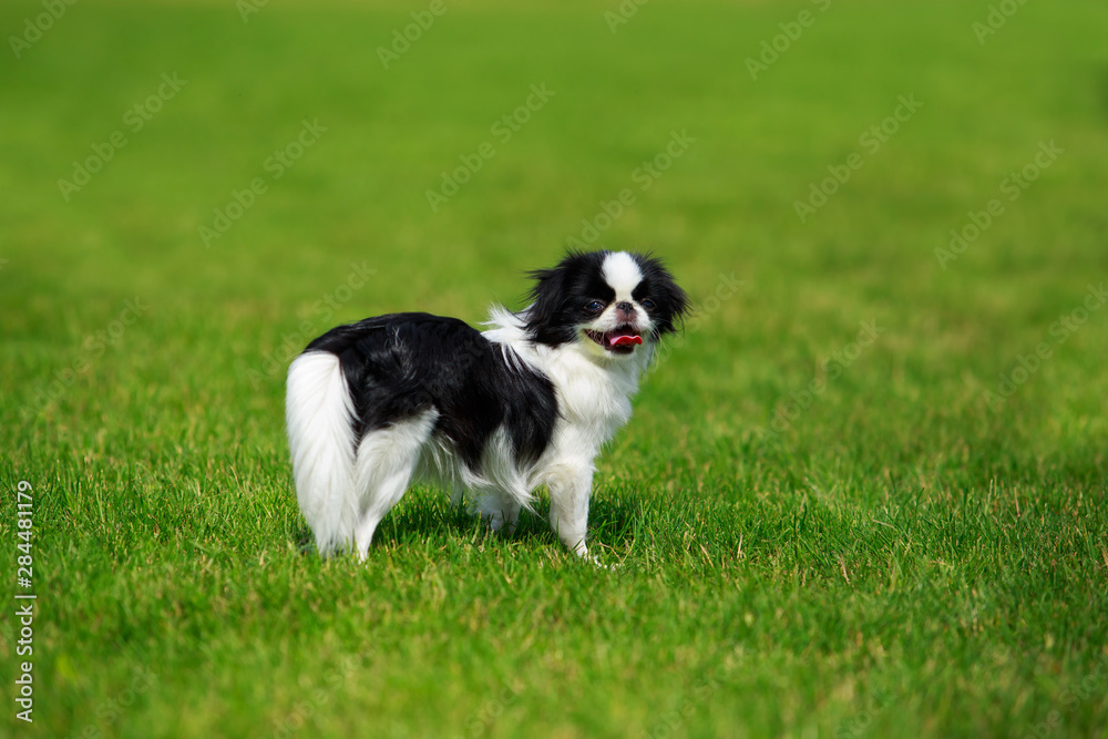 Japanese chin breed dog