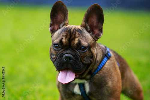 Dog breed French Bulldog © deviddo
