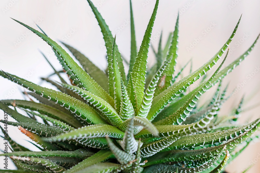 Aristaloe aristata (Lace Aloe) plant on white background.