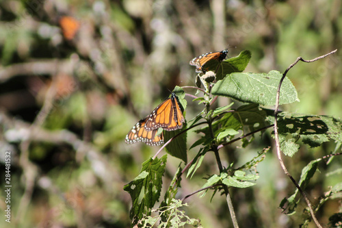 Monach butterfly photo