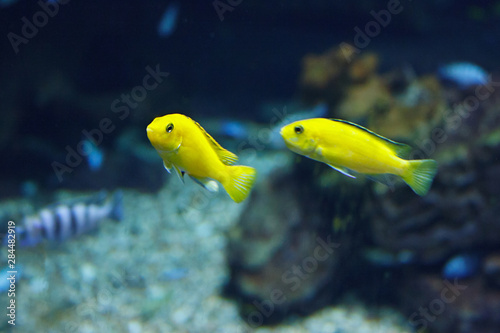 Two Yellow cichlid (Labidochromis caeruleus) in their habitat photo