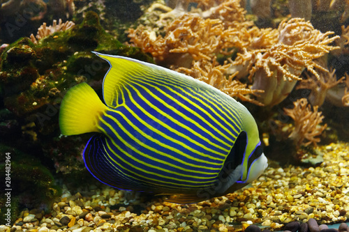 Emperor angelfish (Pomacanthus imperator) among the underwater coral reef