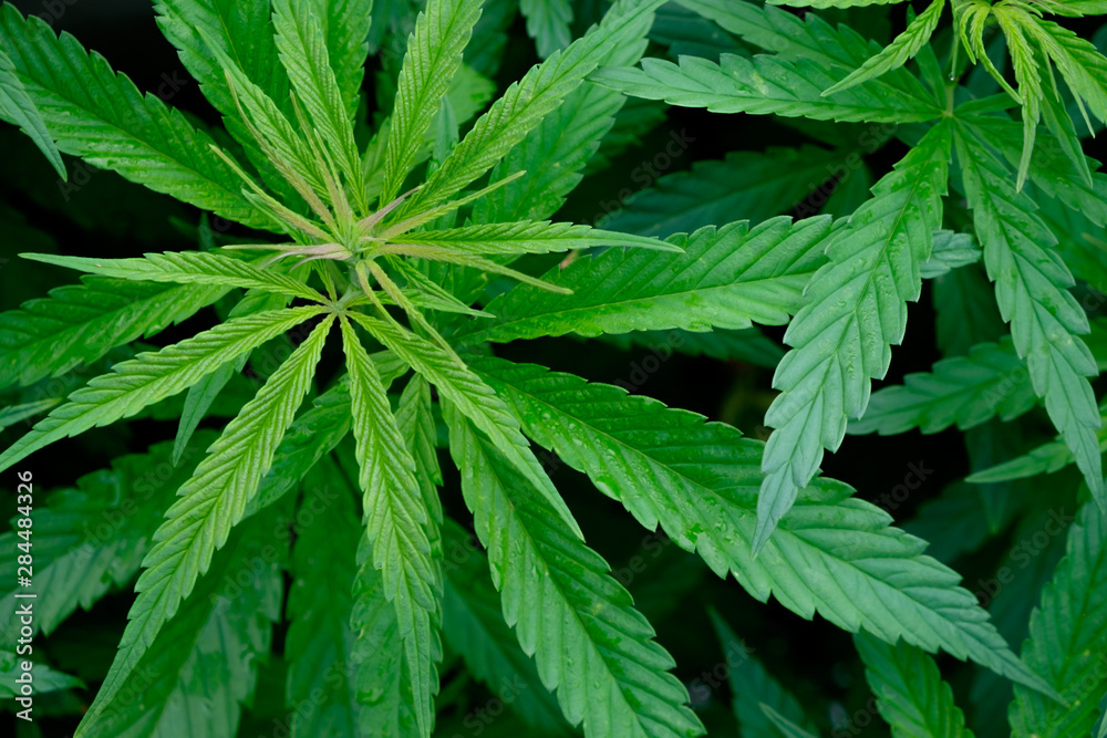 Saturated leaves on marijuana bushes. Top