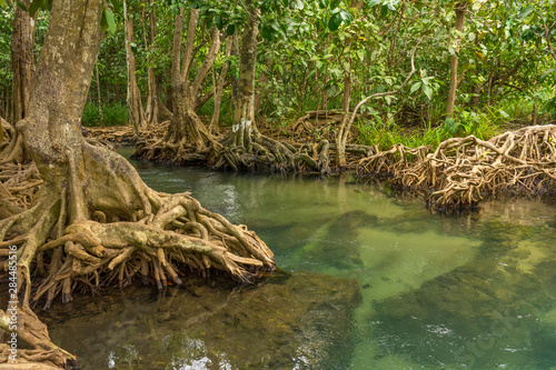 Pristine and tranquil mangrove swamp of Tha Pom Khlong Song Nam in Krabi  Thailand 