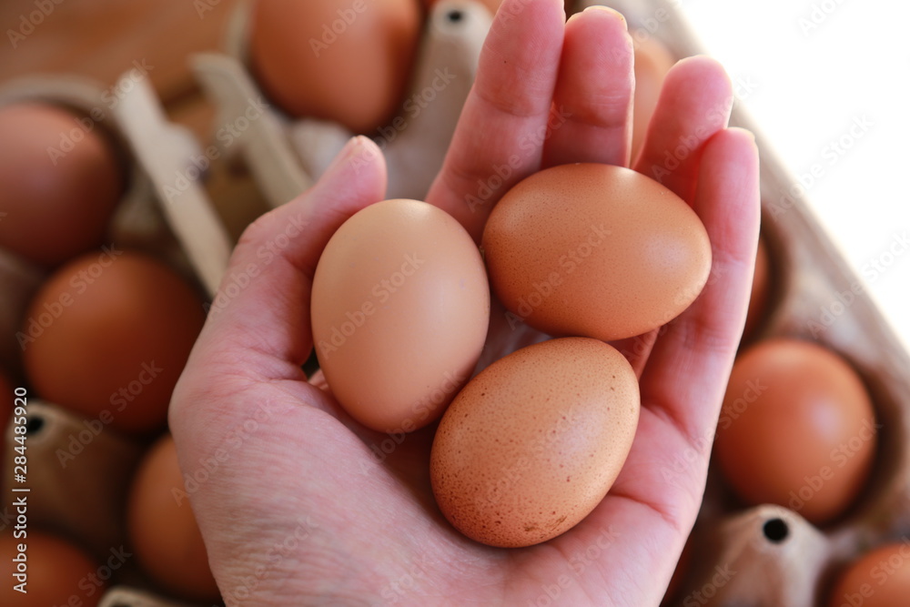 farm eggs in the hand