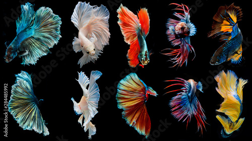 Canvas Print halfmoon betta fish, siamese fighting fish, betta splendens