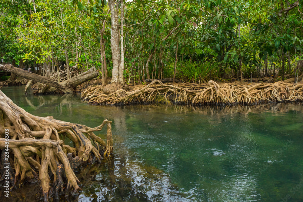 Pristine and tranquil mangrove swamp of Tha Pom Khlong Song Nam in Krabi, Thailand Pristine and tranquil mangrove swamp of Tha Pom Khlong Song Nam in Krabi, Thailand