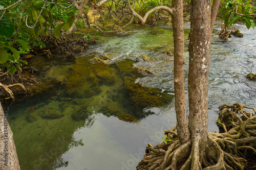 Pristine and tranquil mangrove swamp of Tha Pom Khlong Song Nam in Krabi, Thailand 