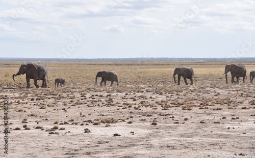 Family of Elephants in Line  Amboseli National Park  Kenya