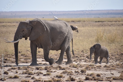 Baby Elephant Walking in Line with Adult  Amboseli  Kenya