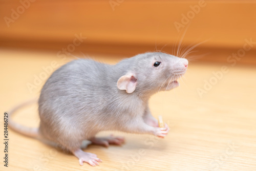 gray rat with a piece of cheese