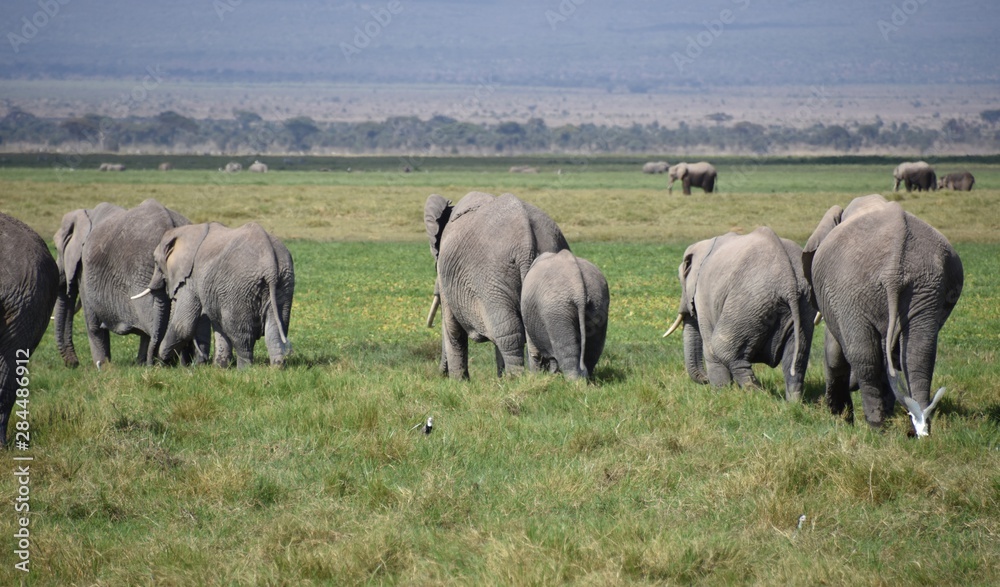 Herd of Elephants Traveling Together, Amboseli, Kenya Herd of Elephants Traveling Together, Amboseli, Kenya