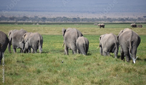 Herd of Elephants Traveling Together, Amboseli, Kenya