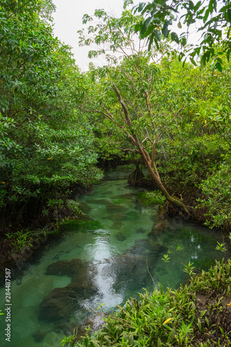 Pristine and tranquil mangrove swamp of Tha Pom Khlong Song Nam in Krabi, Thailand  photo