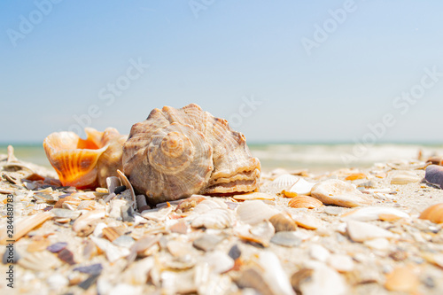 Rapana shells on sand against the background of the sea