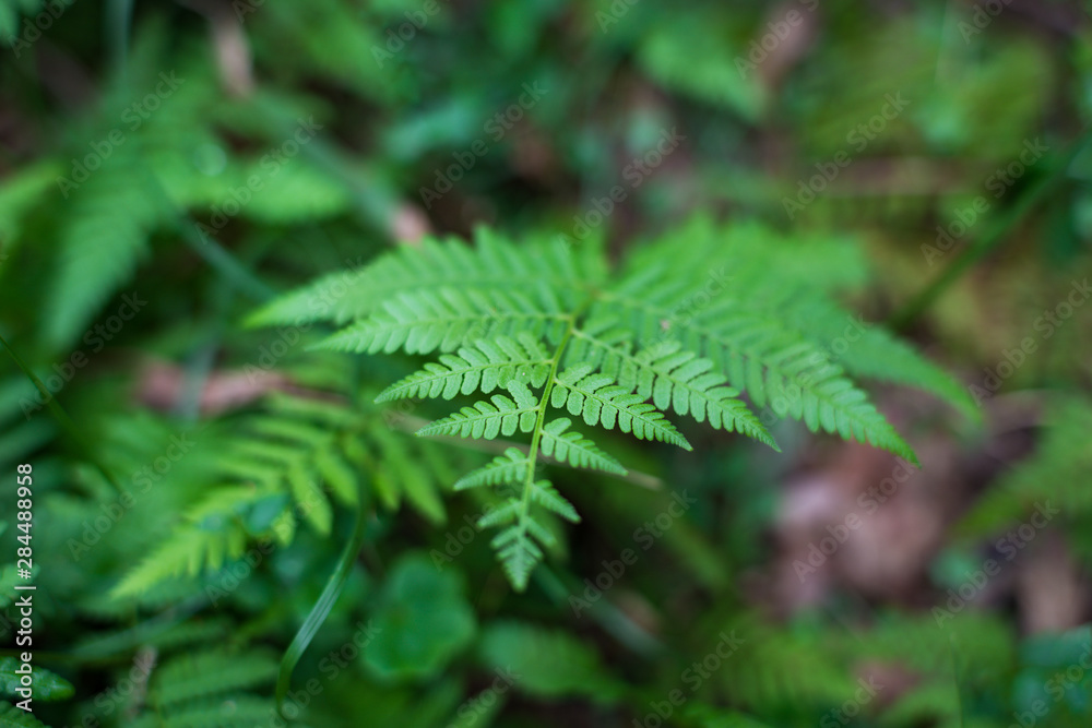 Close up of beautiful fern leaf, frond Close up of beautiful fern leaf, frond