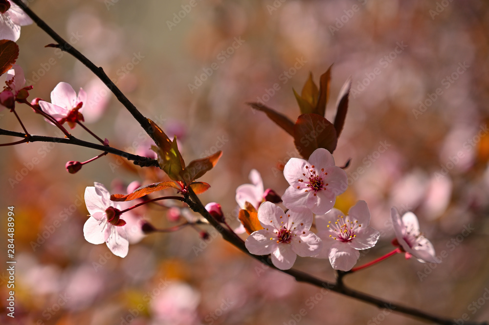 Beautiful nature scene with blooming tree and sun. Easter Sunny day. Spring flowers. Orchard Abstract blurred background in Springtime. Beautiful nature scene with blooming tree and sun. Easter Sunny day. Spring flowers. Orchard Abstract blurred background in Springtime.