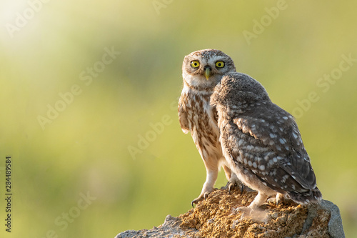 Two Little owls, Athene noctua, stand on the stone against a blurred natural background. With copy space