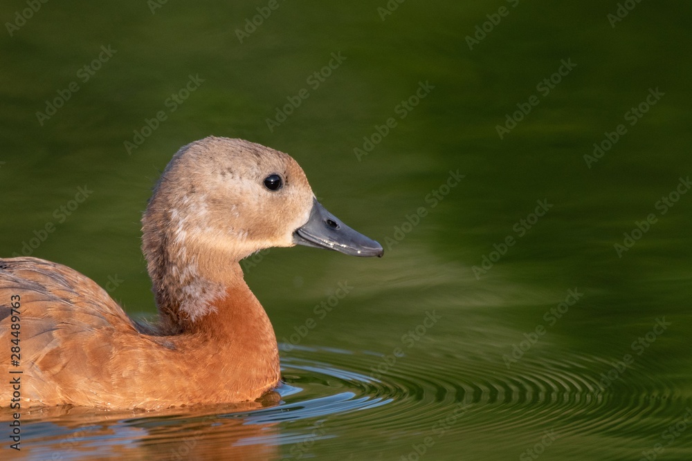 Young Ruddy Shelduck, single bird swims on the lake. Tadorna ferruginea. Close up Young Ruddy Shelduck, single bird swims on the lake. Tadorna ferruginea. Close up