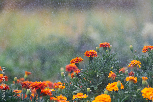 Beautiful orange red marigold flowers and leaves during watering. Tagetes