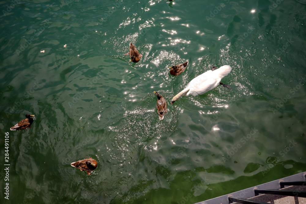 beautiful white swan on lake Zurich in Switzerland, top view, with ducks on sunny day