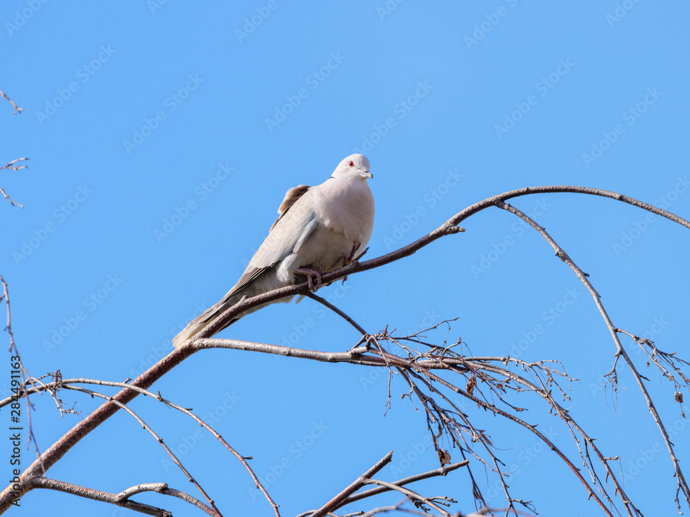 Collared Dove (Streptopelia decaocto).