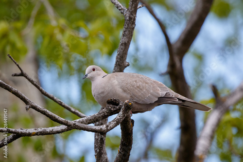Collared Dove (Streptopelia decaocto).