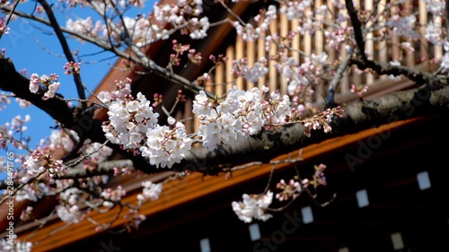 靖國の桜、標本木開花