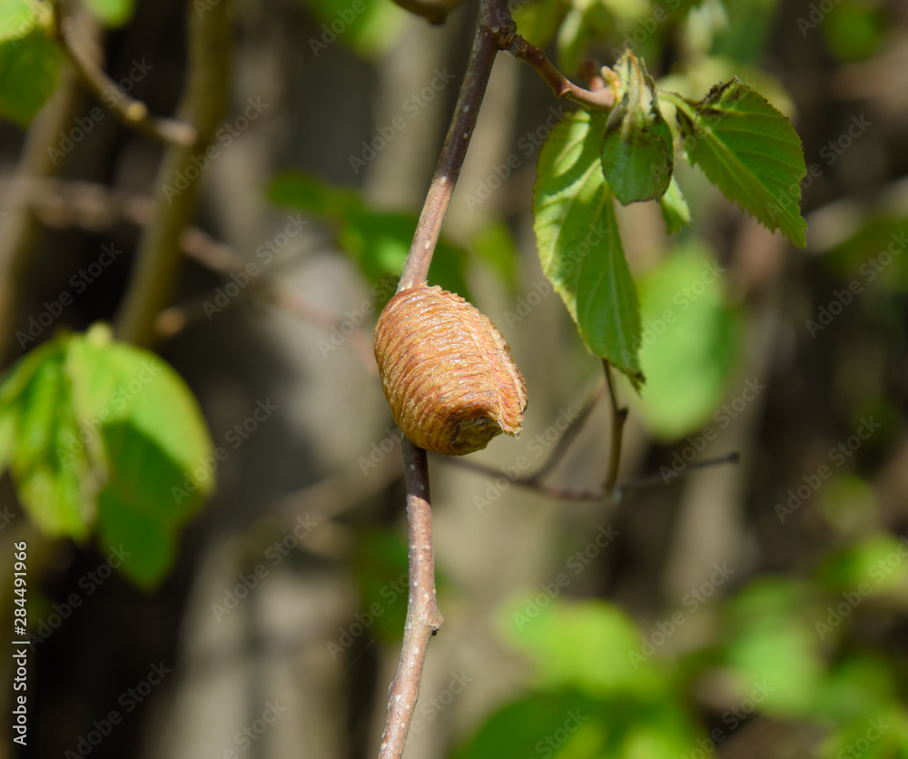 Ootheca mantis on the branches of a tree. The eggs of the insect Ootheca mantis on the branches of a tree. The eggs of the insect