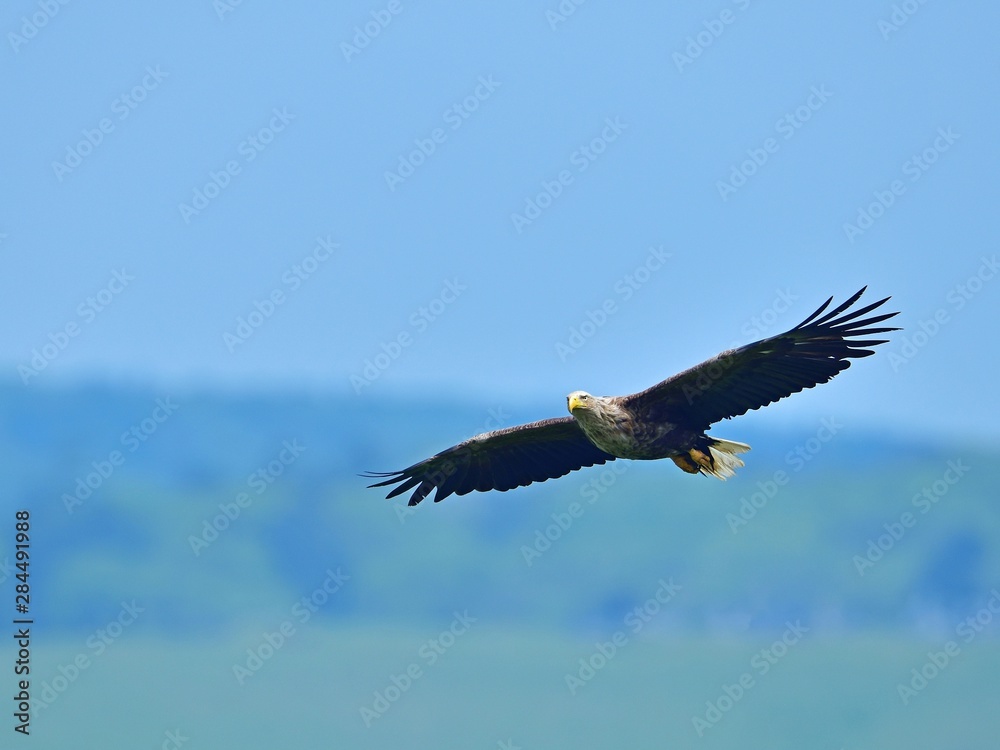 Naklejka premium 丘のグリーンをバックに飛ぶオジロワシ
