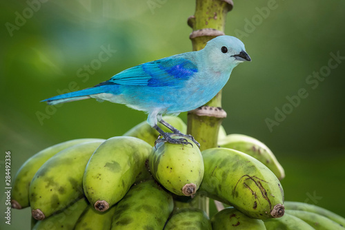 Thraupis episcopus Blue and gray Tanager perches on a tree branch in Trinidad and Tobago nature photo