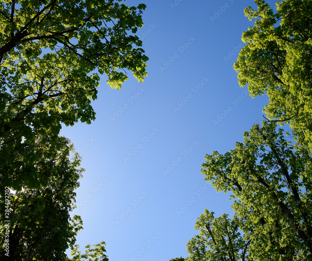 Alley of horse chestnuts against the blue sky. Green trees in th Alley of horse chestnuts against the blue sky. Green trees in th