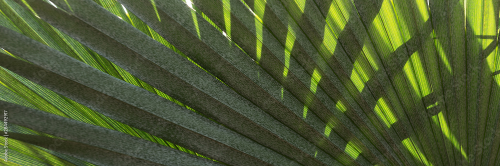 Obraz Natural panoramic background of palm leaves. Closeup of palm leaves
