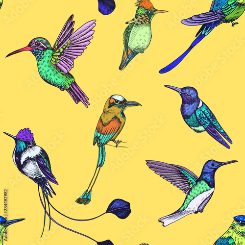 Sketch hand drawn pattern with hummingbird. Animals illustration colibri birds.
