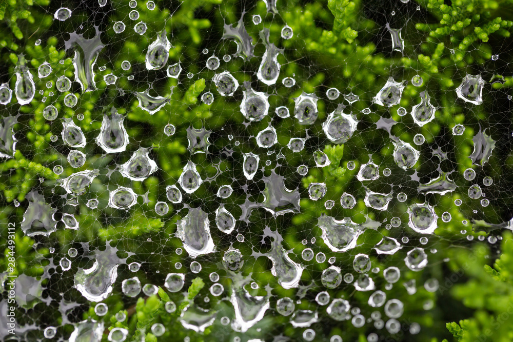 Macro close-up of water droplets on a broken spider web on a green background outdoors