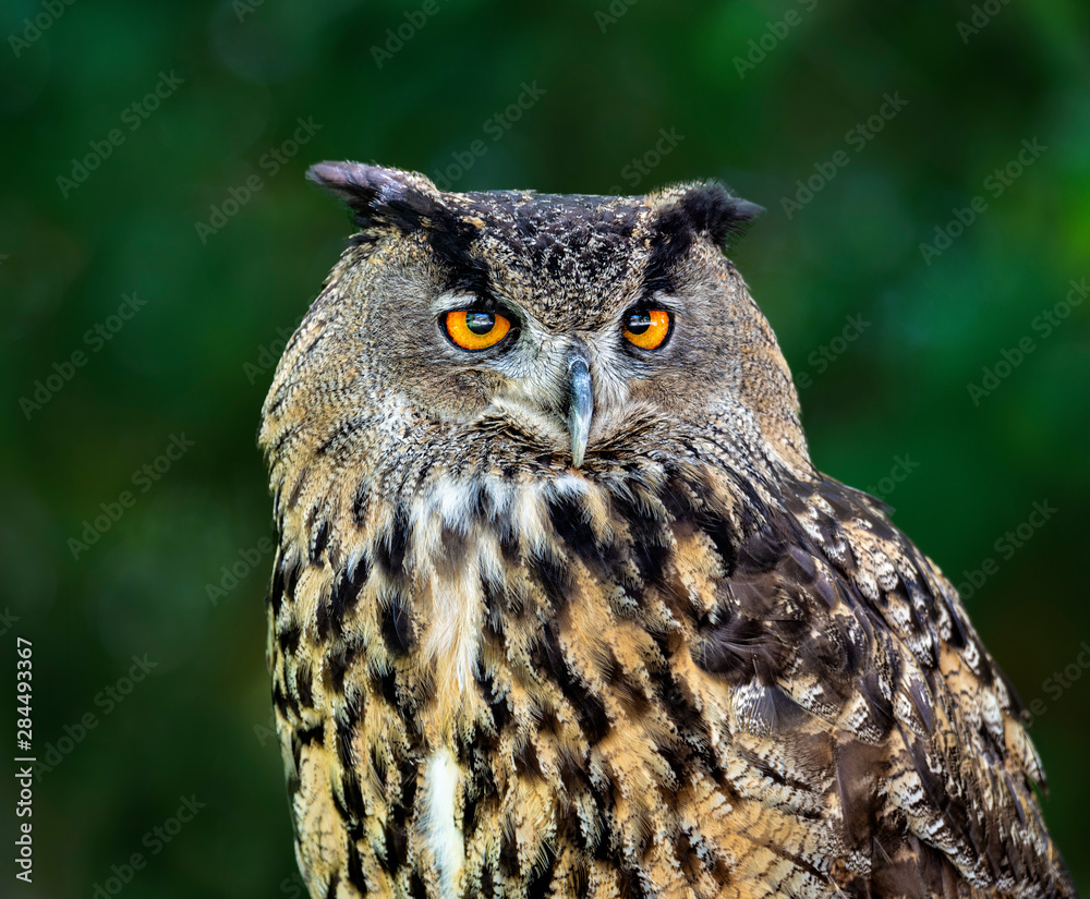 Fototapeta premium portrait of an eagle owl with dará green background