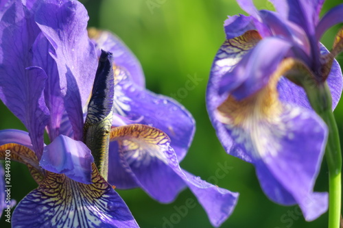 Fototapeta Naklejka Na Ścianę i Meble -  iris in garden