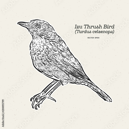 Izu Islands thrush (Turdus celaenops) bird, hand draw sketch vector.