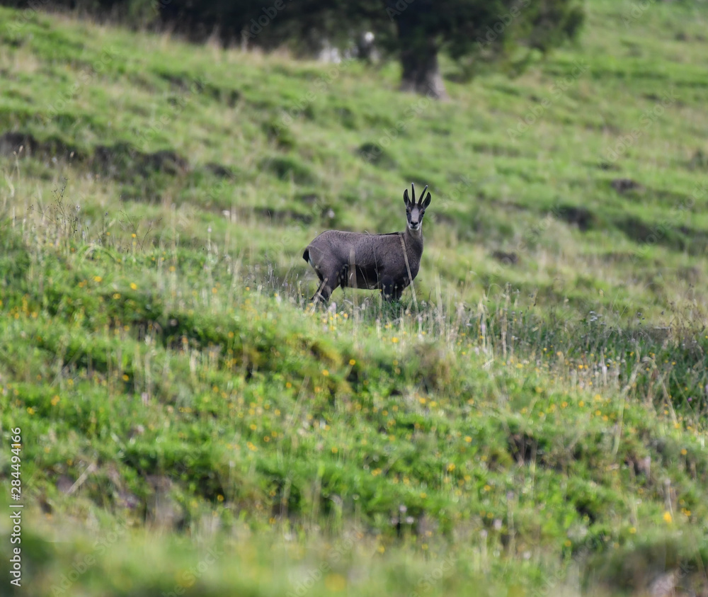 Fototapeta premium Gamsbock