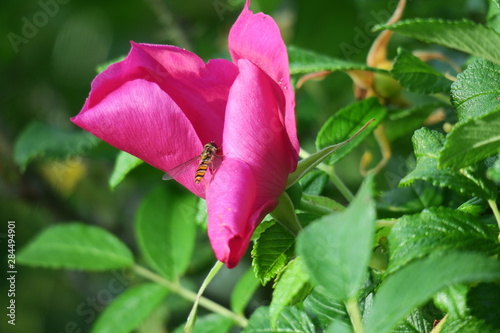 red flower in the garden