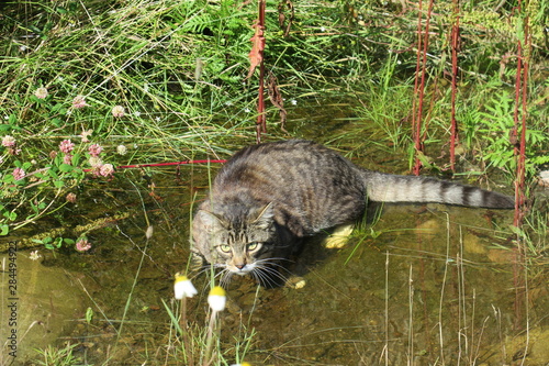 cat in grass