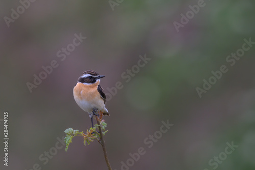 Saxicola ruberta, Whinchats are migratory bird the come to the Peak district to breed in the summer months