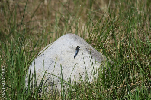 bird in the grass