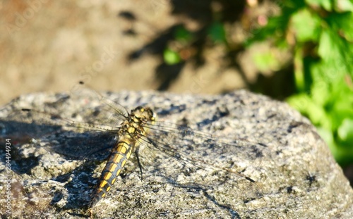 lizard on rock
