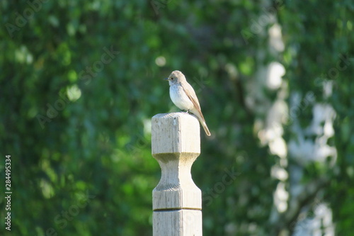 bird on feeder